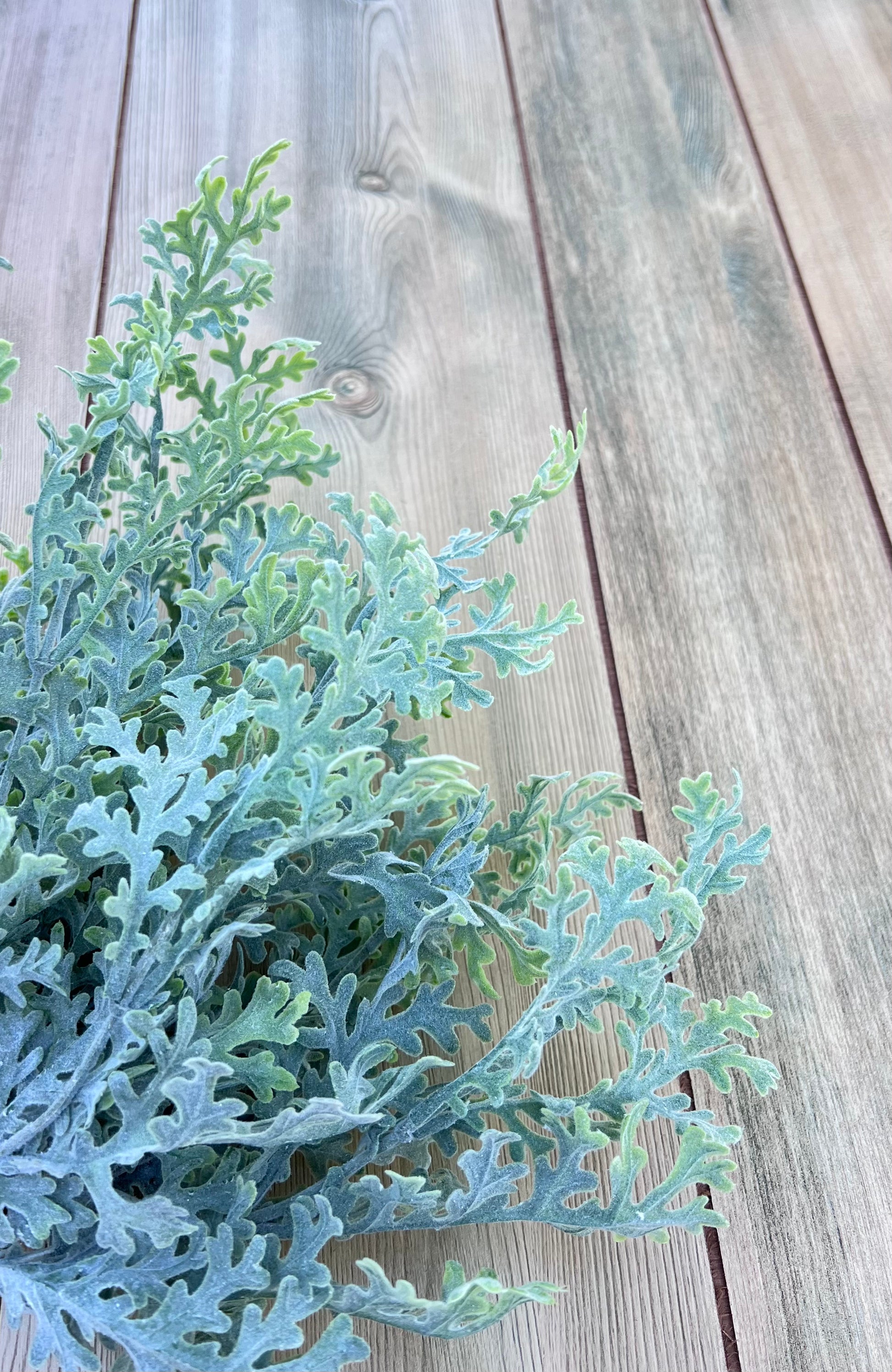 Dusty Miller Bush faux greenery with soft, silvery sage-green foliage for floral design, sourced by Gardenbug Designs.