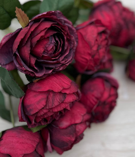 Cabernet cabbage roses with layered petals and dramatic antique-inspired coloration. Sourced by Gardenbug Designs
