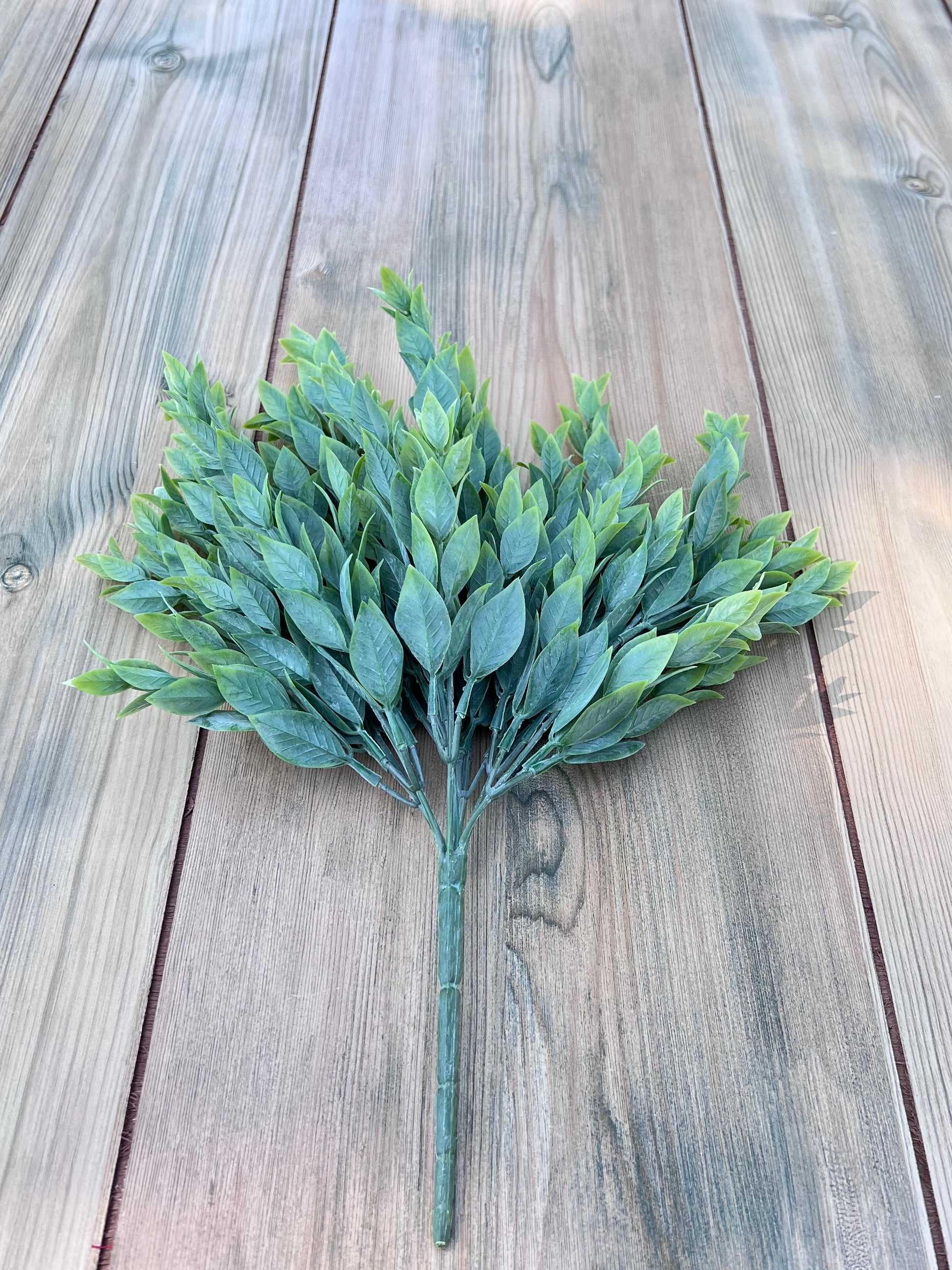 Full view of our Italian Ruscus Bush displaying its compact shape, layered foliage, and multi-stem construction
