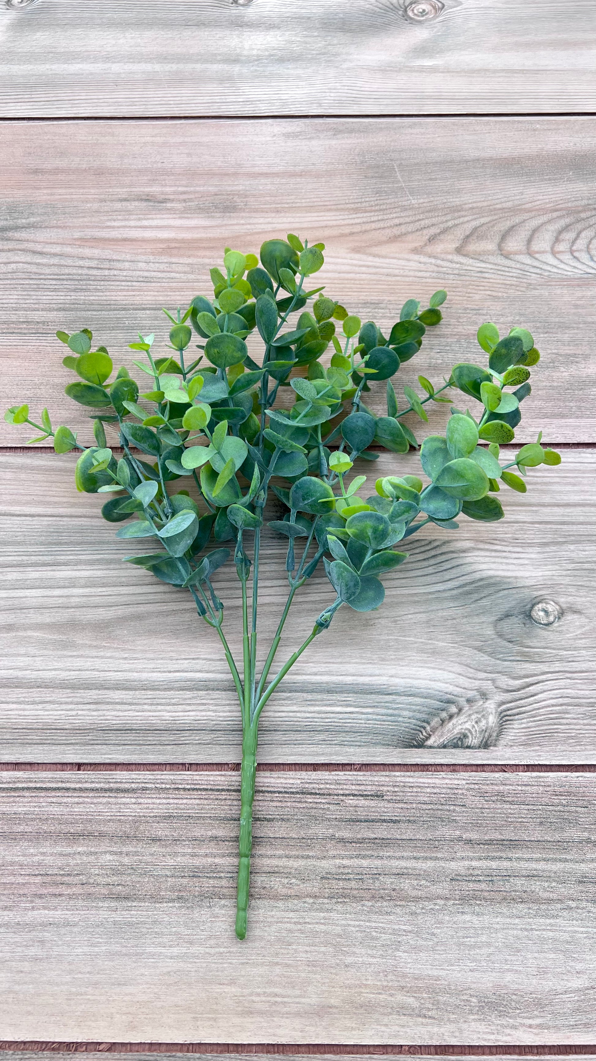 Full view of our Eucalyptus Bush | Spring Green showing  overall shape, fullness, and branching