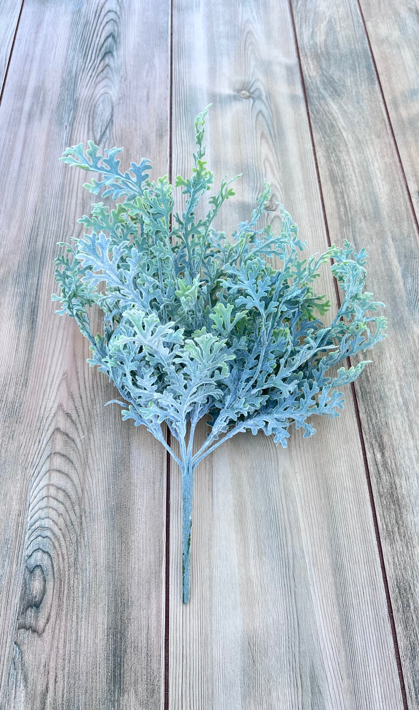 Full view of our Dusty Miller Bush showing soft silvery-sage foliage and naturally branching stems