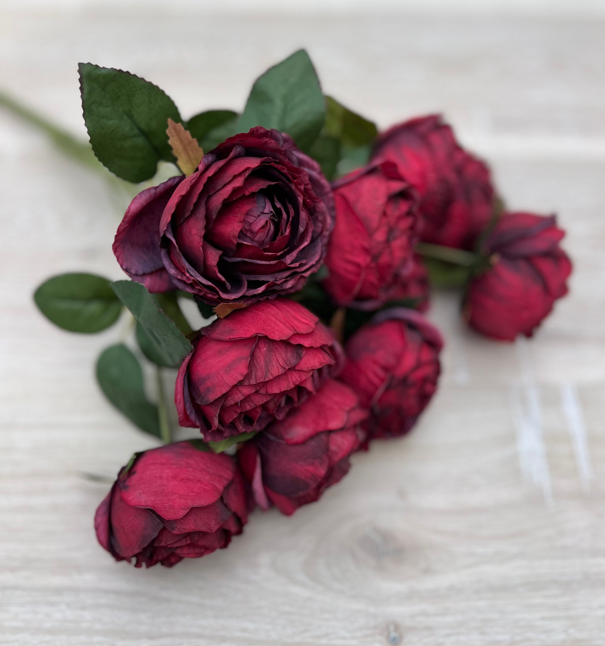 Cabernet Cabbage Rose bush shown from an alternate angle displaying bloom placement and form