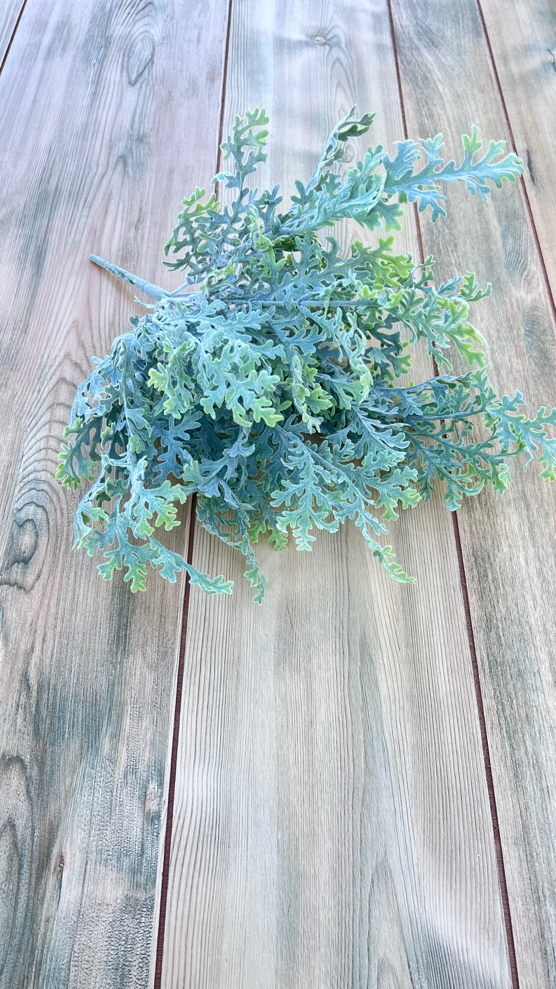 Alternate view of Dusty Miller Bush  highlighting its airy form and finely textured foliage