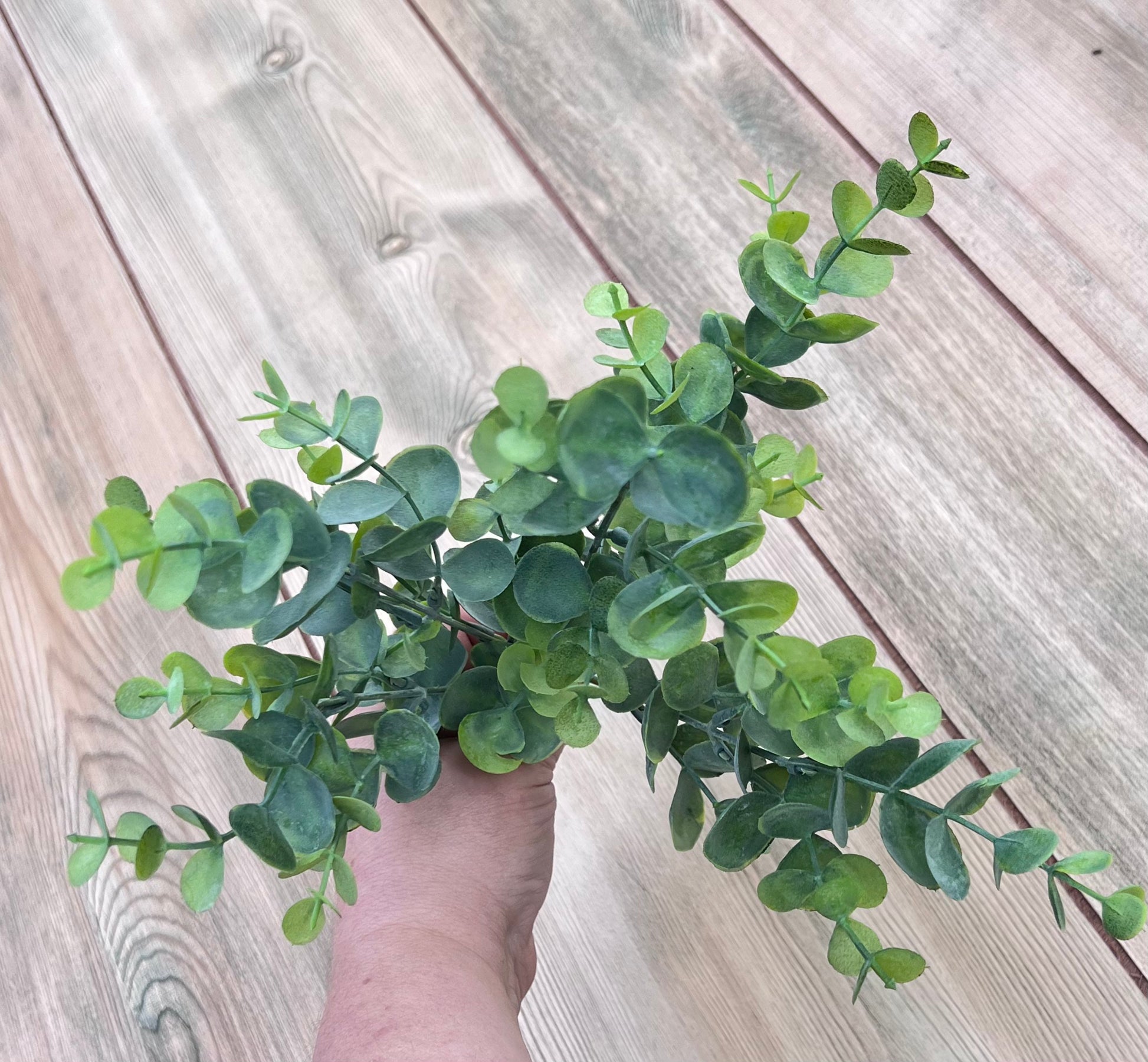 Alternate view of our Spring Green Eucalyptus Bush displaying natural form and layered foliage