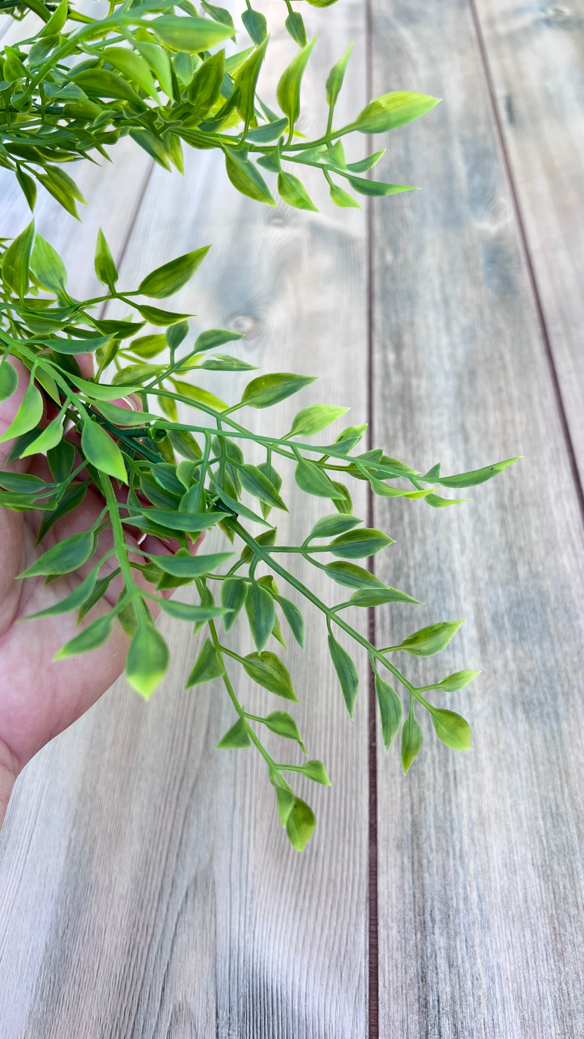 Smilax Bush shown with hand referencing size