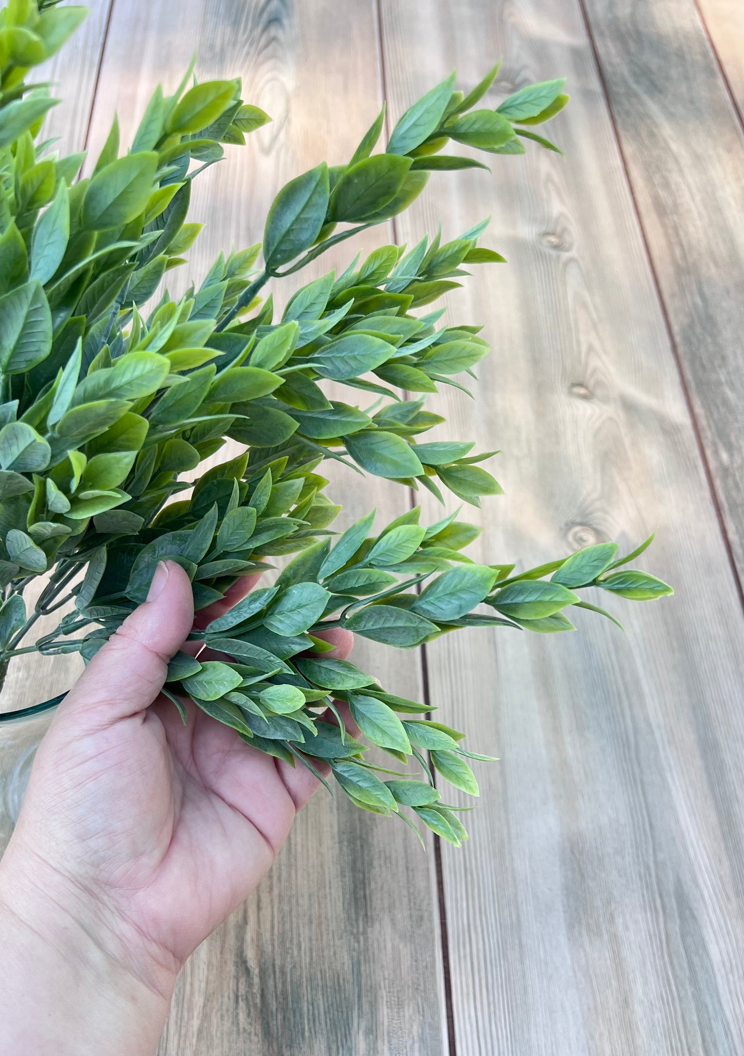 Italian Ruscus Bush shown in hand for scale, highlighting stem size, fullness, and overall dimensions
