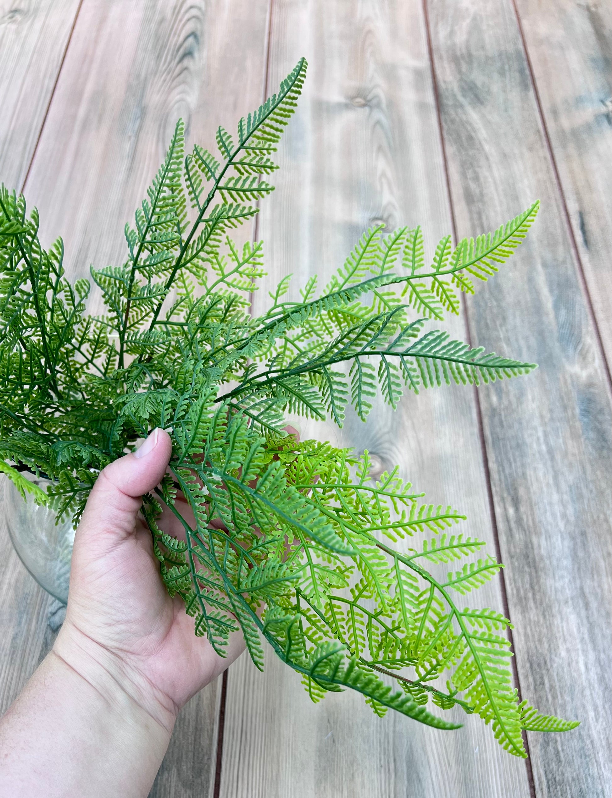 Our Leather Leaf Fern bundle shown in hand for scale and size reference