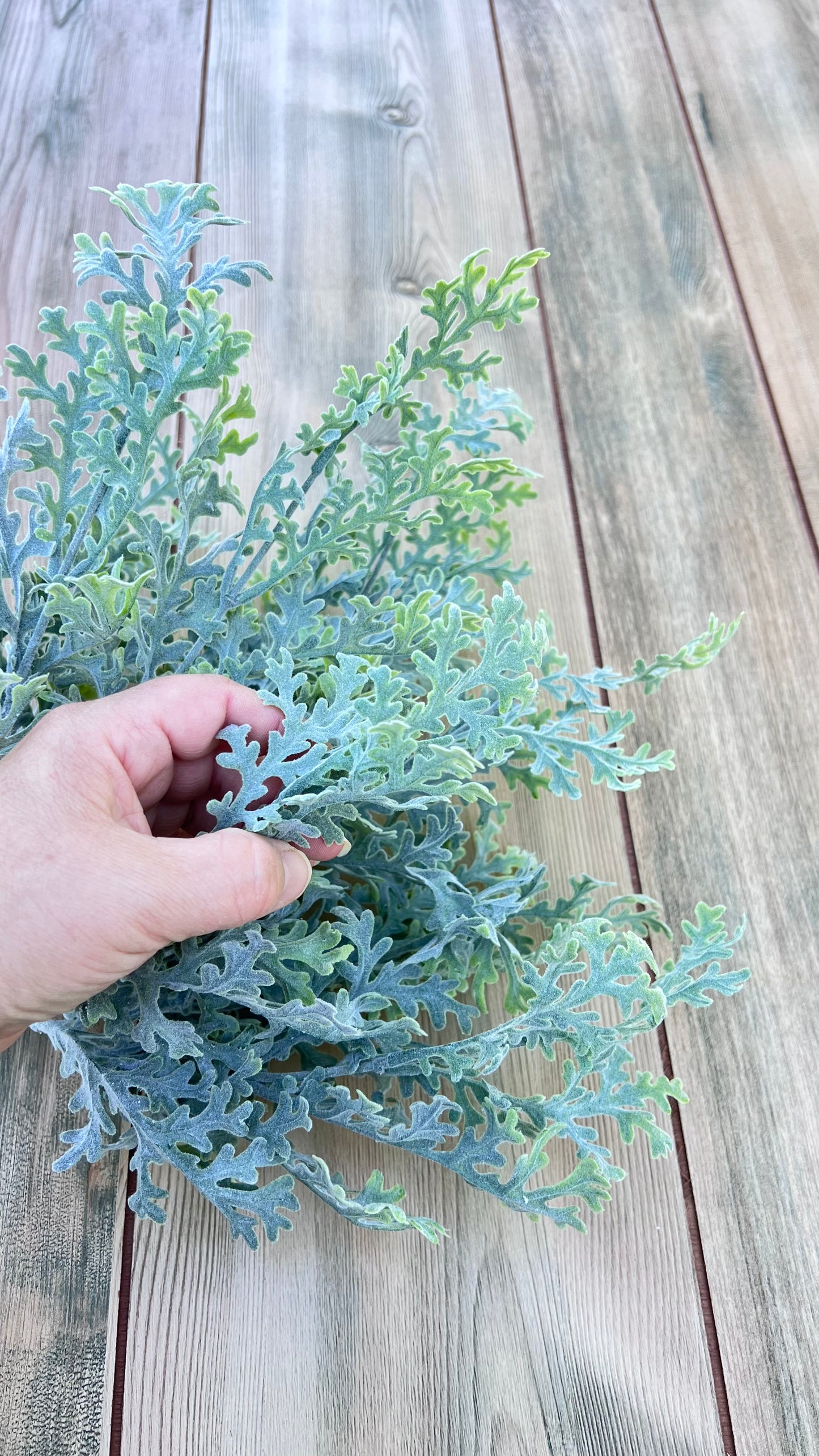 Dusty Miller shown in hand for size reference and scale