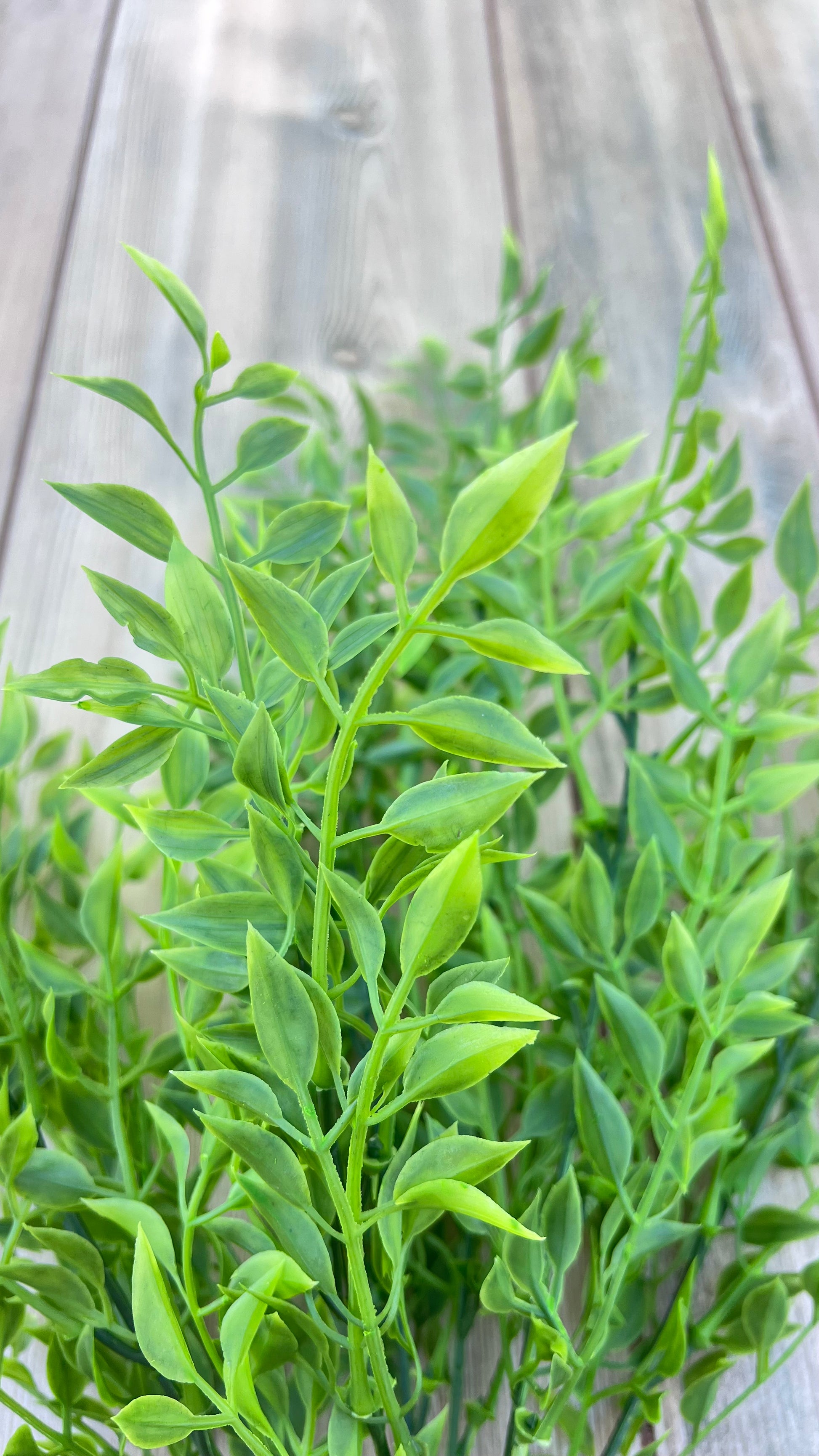 Structural view of our Smilax Bush showing open stem placement and airy branching