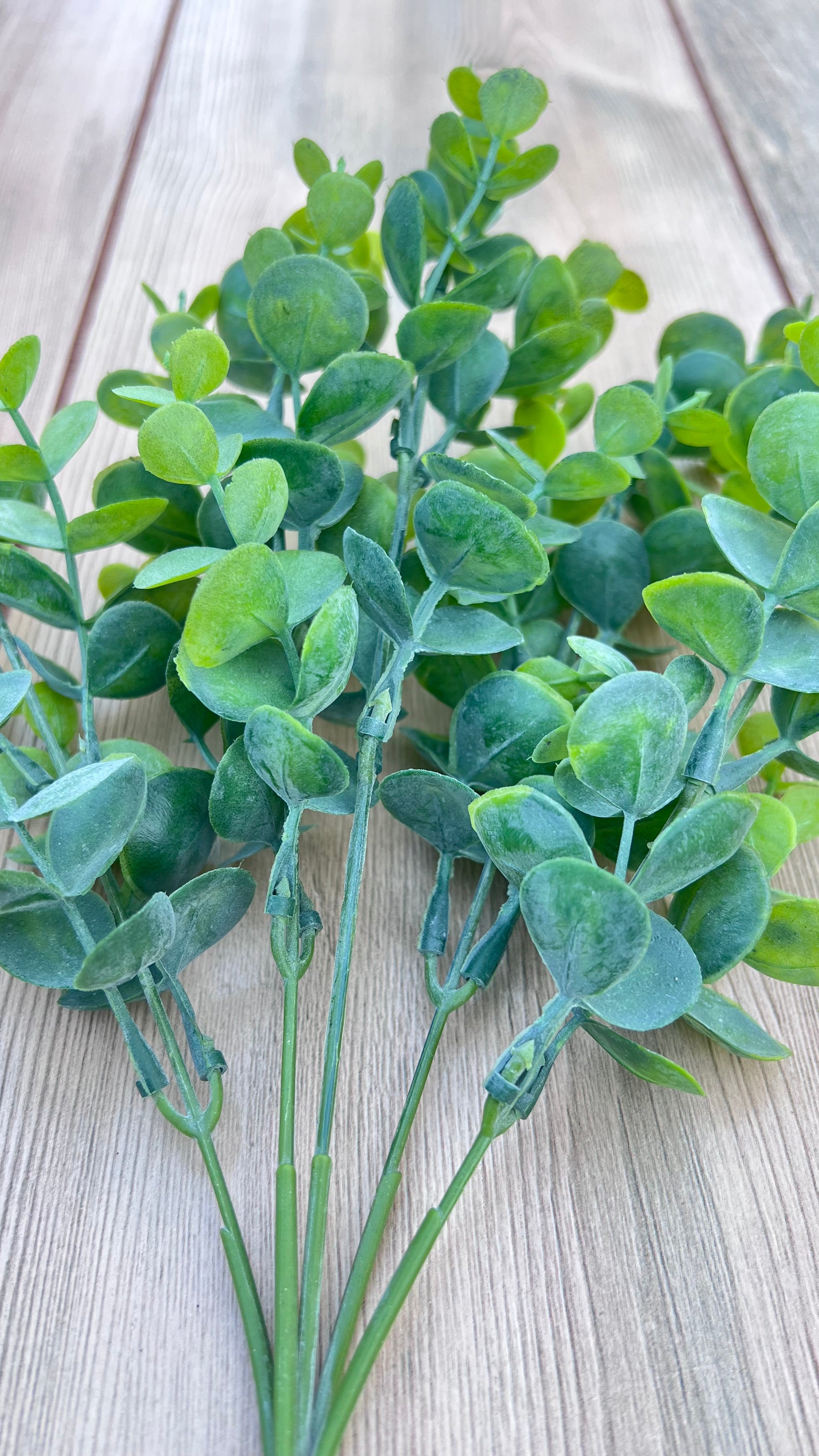 Spring Green Eucalyptus Bush featuring stem construction and branching structure