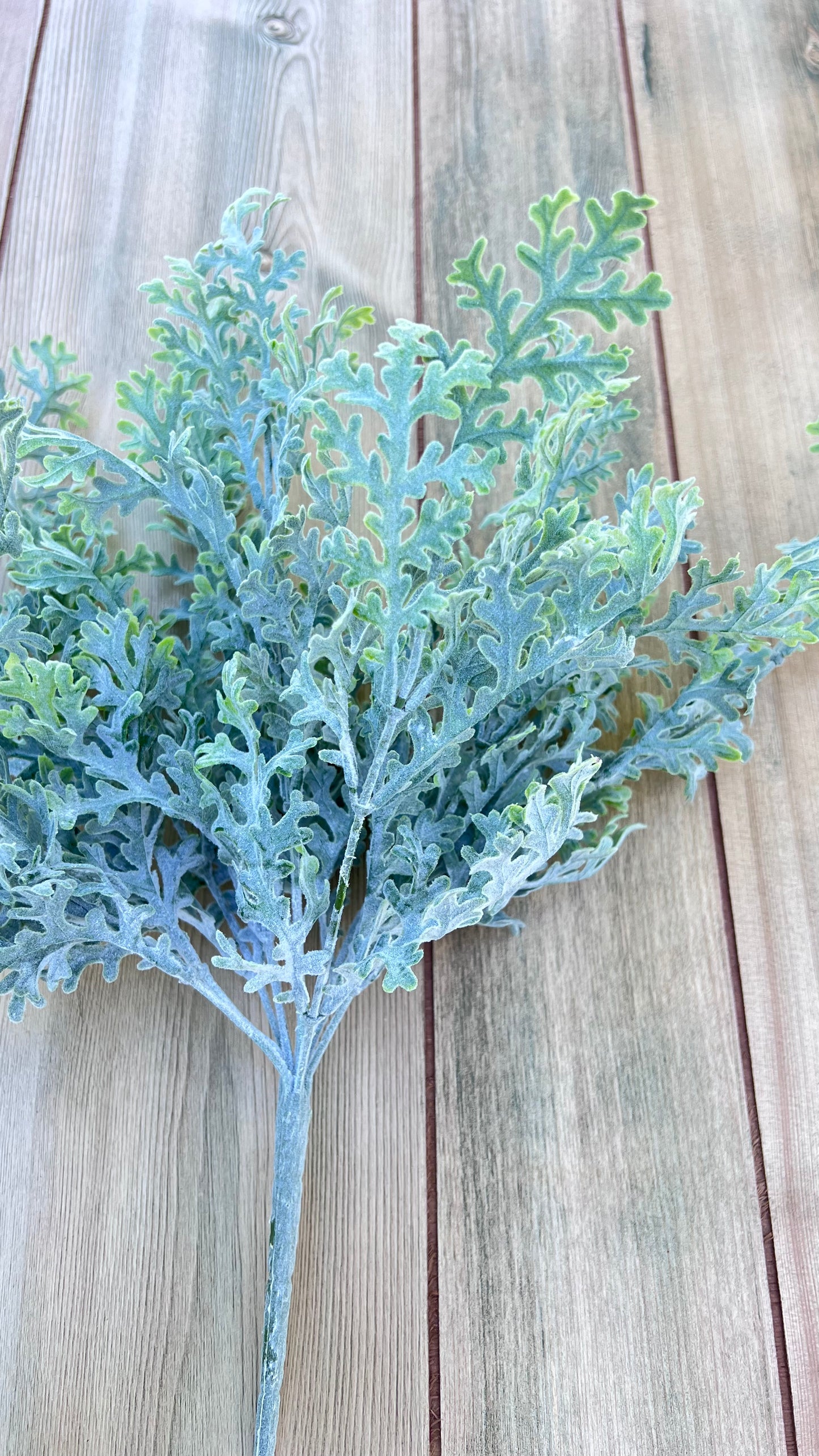 Structural view of the Dusty Miller Bush showing branching stem structure and natural foliage distribution