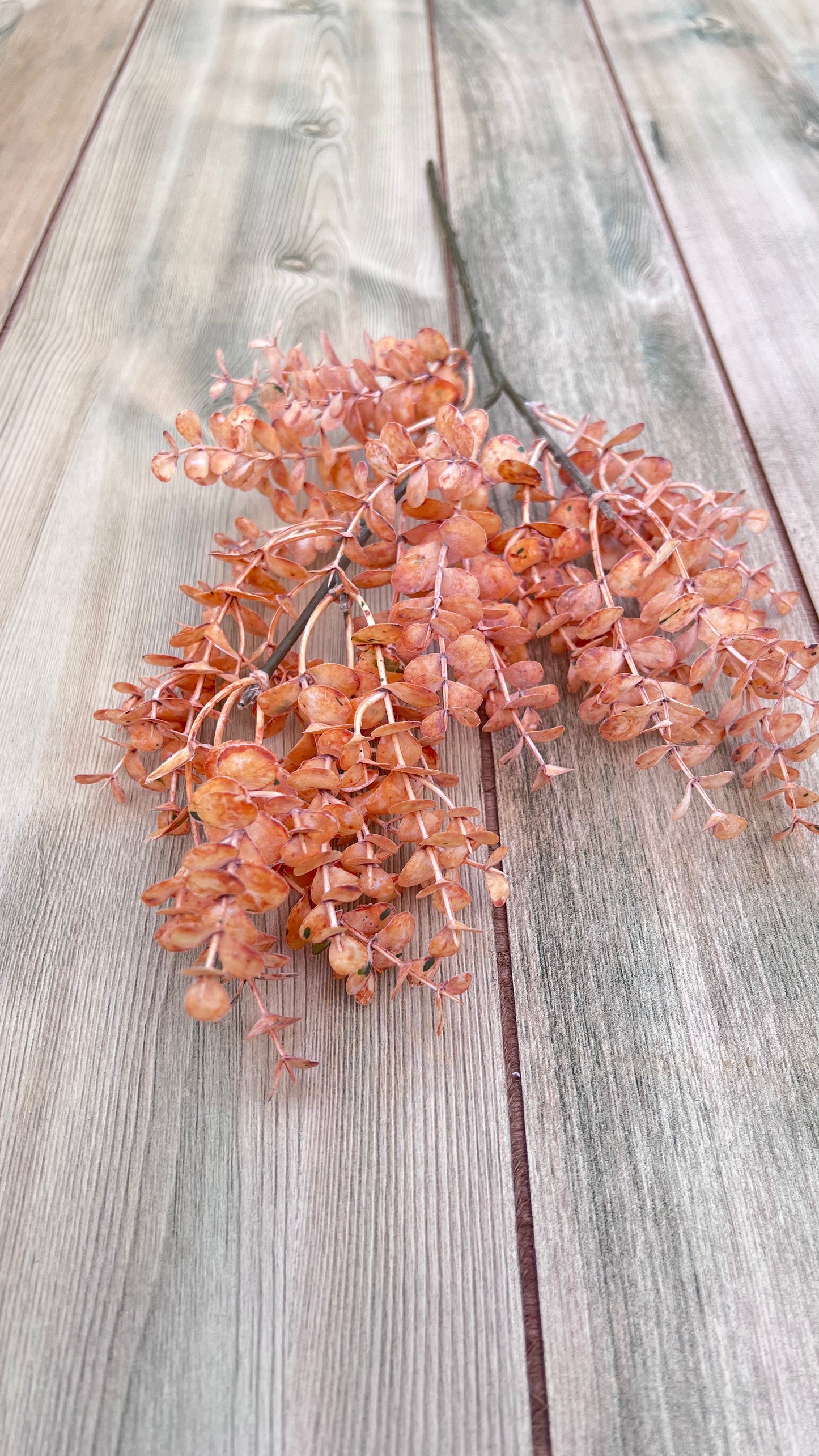 Single stem from our Apricot Eucalyptus Bundle highlighting branching sections and foliage placement
