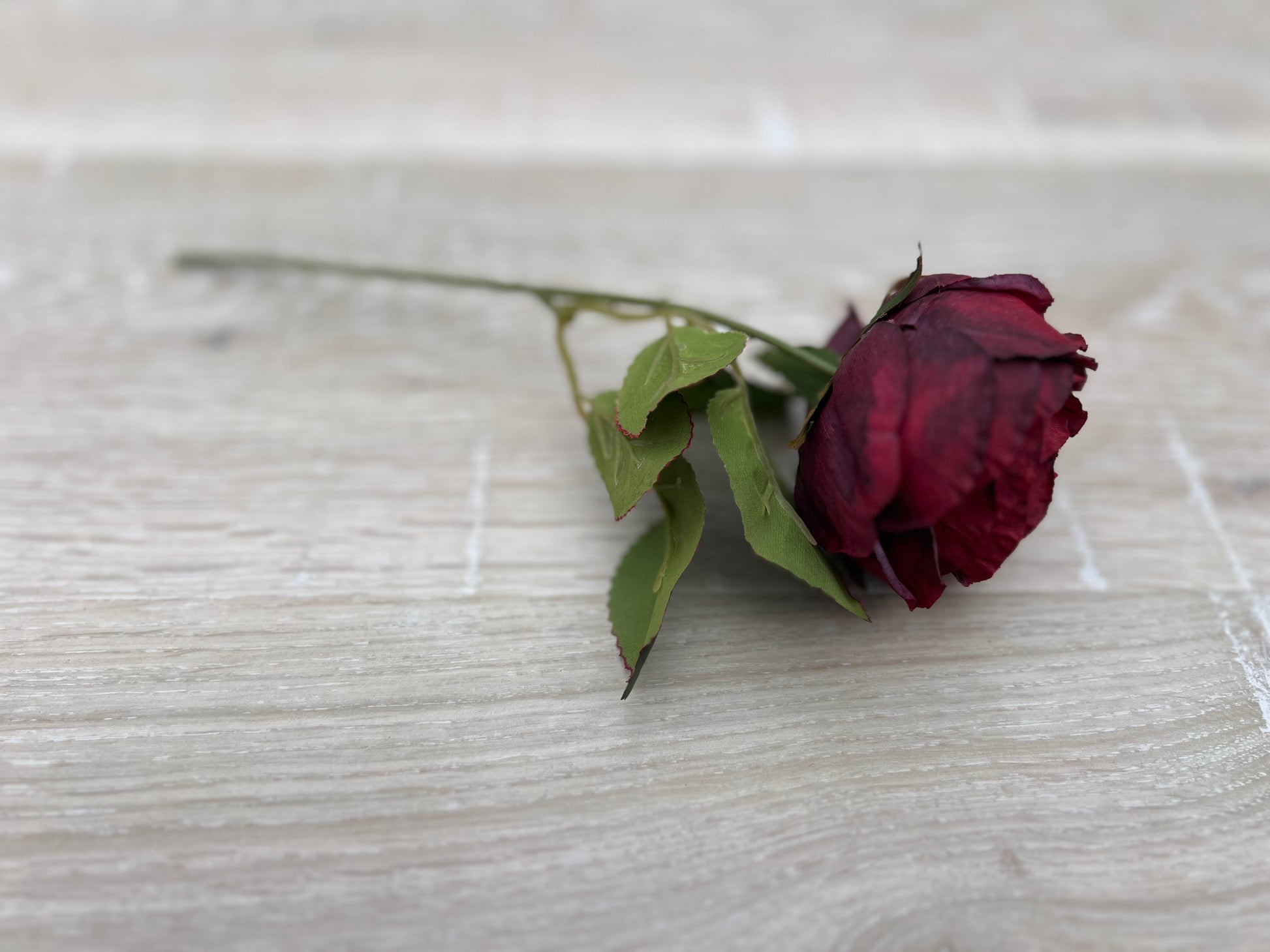 Single Cabernet cabbage rose stem displaying bloom shape, foliage, and stem length