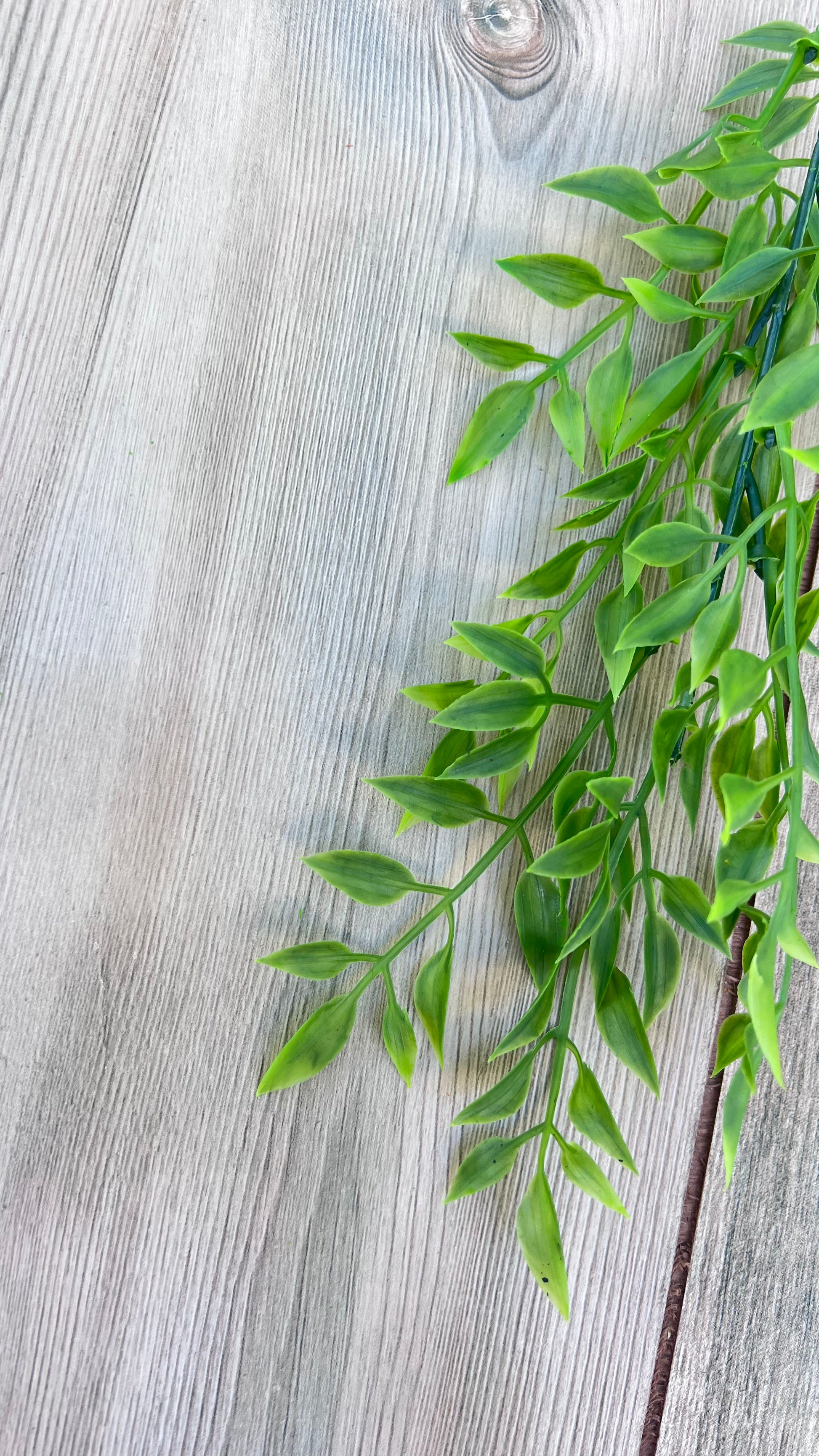 Partial single stem view of our Smilax Bush highlighting foliage distribution