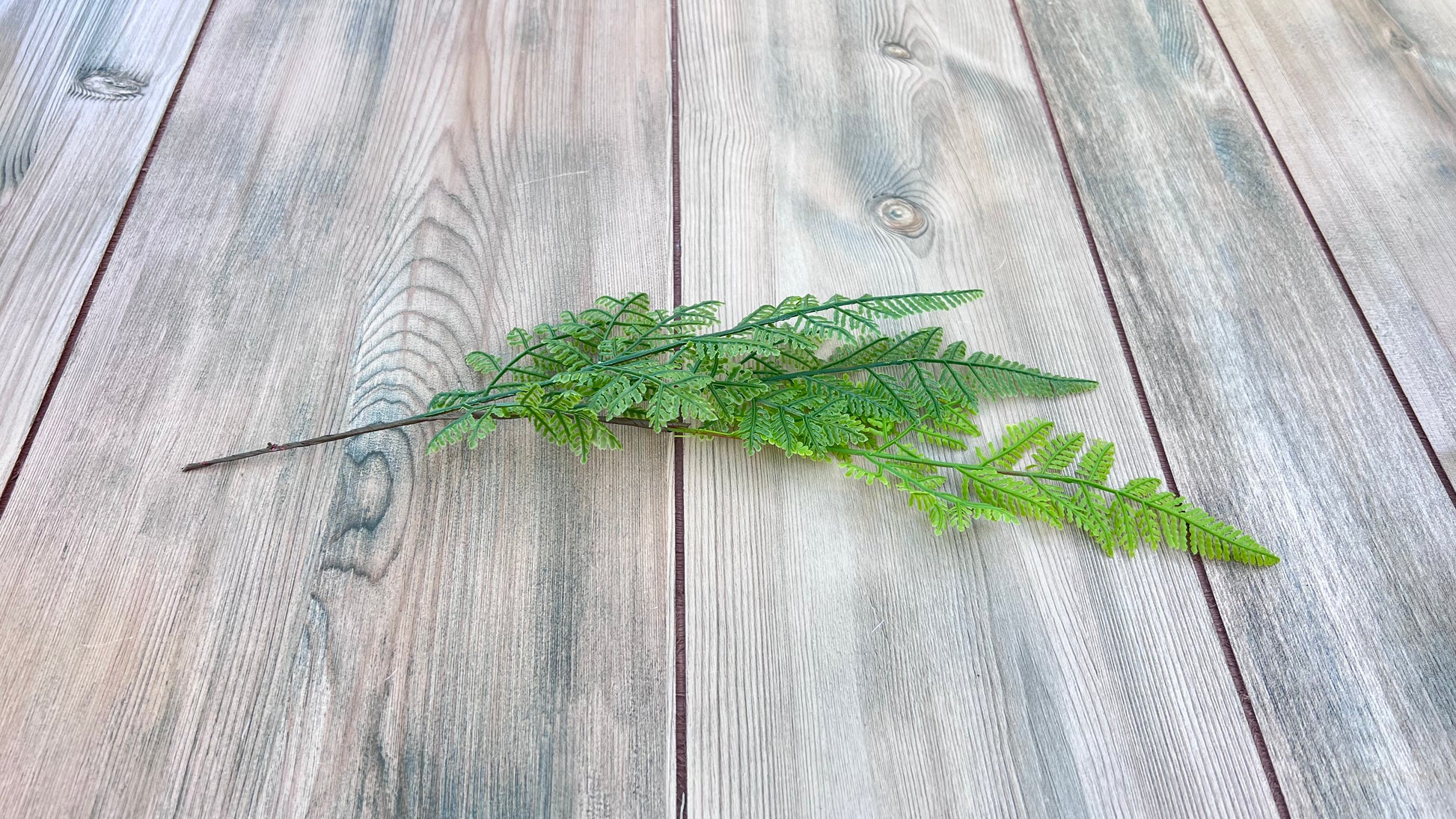 Single stem from the Leather Leaf Fern bundle displaying individual frond shape and foliage detail