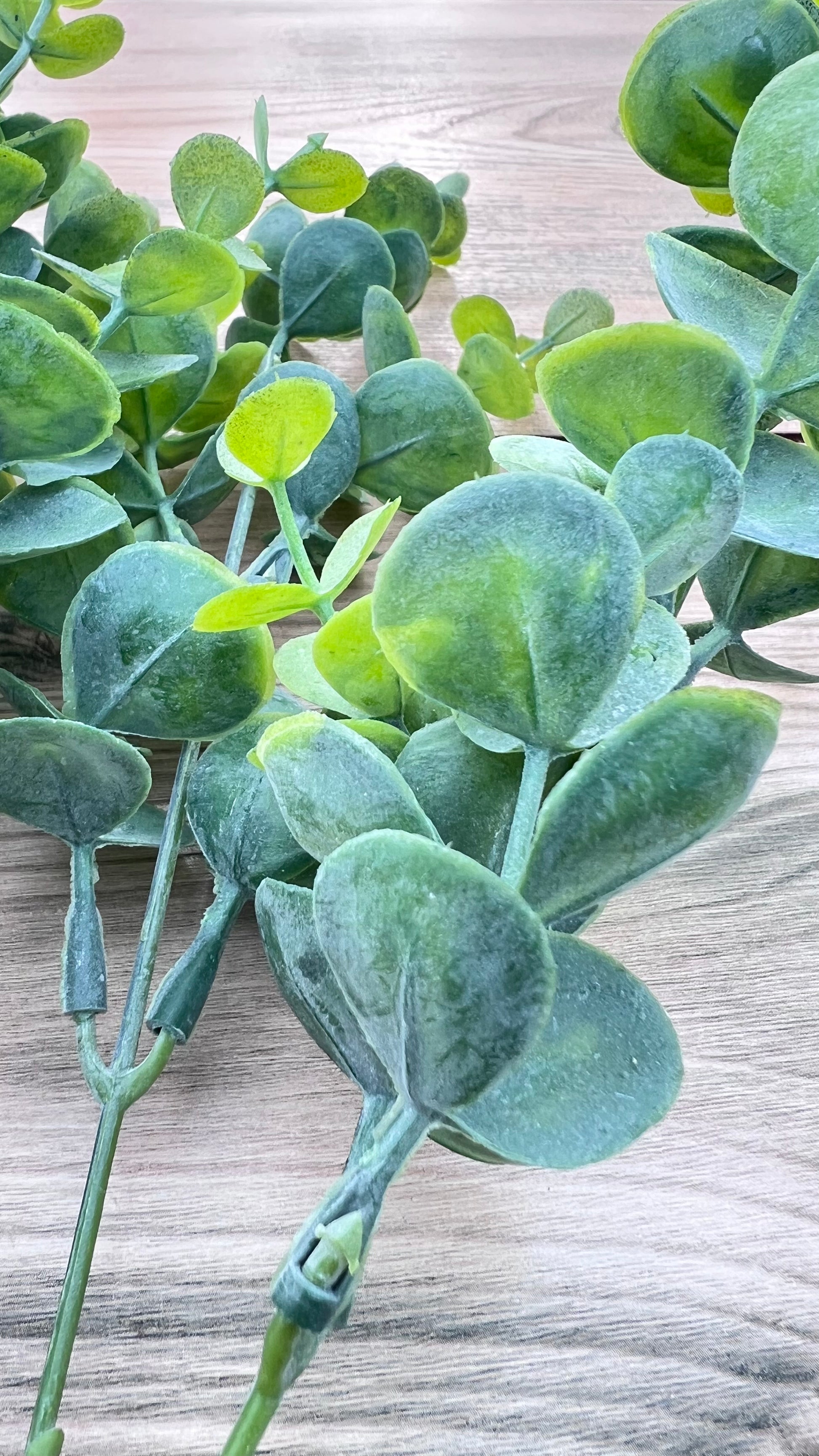 Single stem detail of the Eucalyptus Bush — Spring Green showing leaf placement and construction