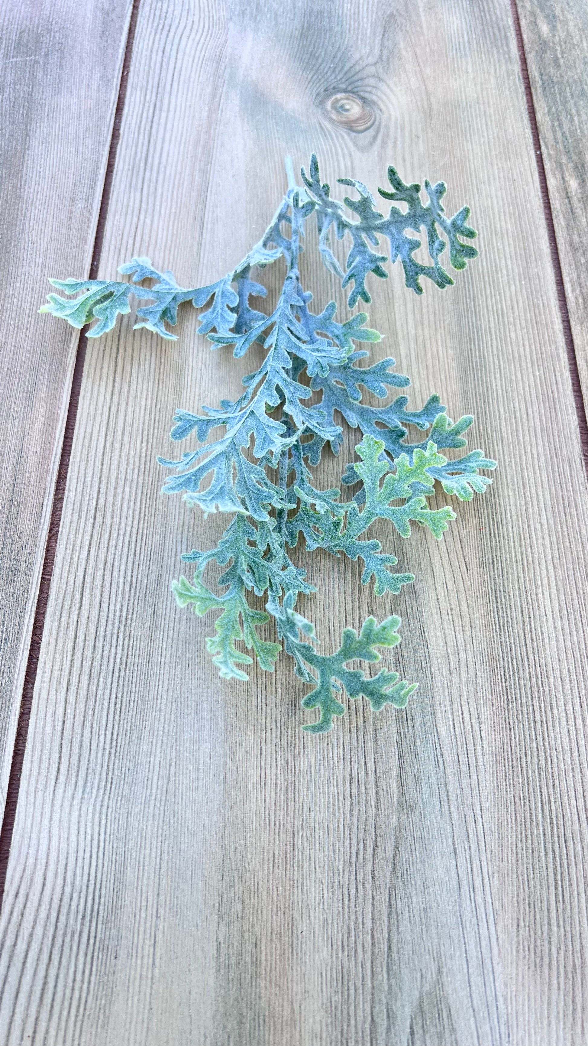Single stem from the Dusty Miller Bush  displaying realistic branching and lacy foliage