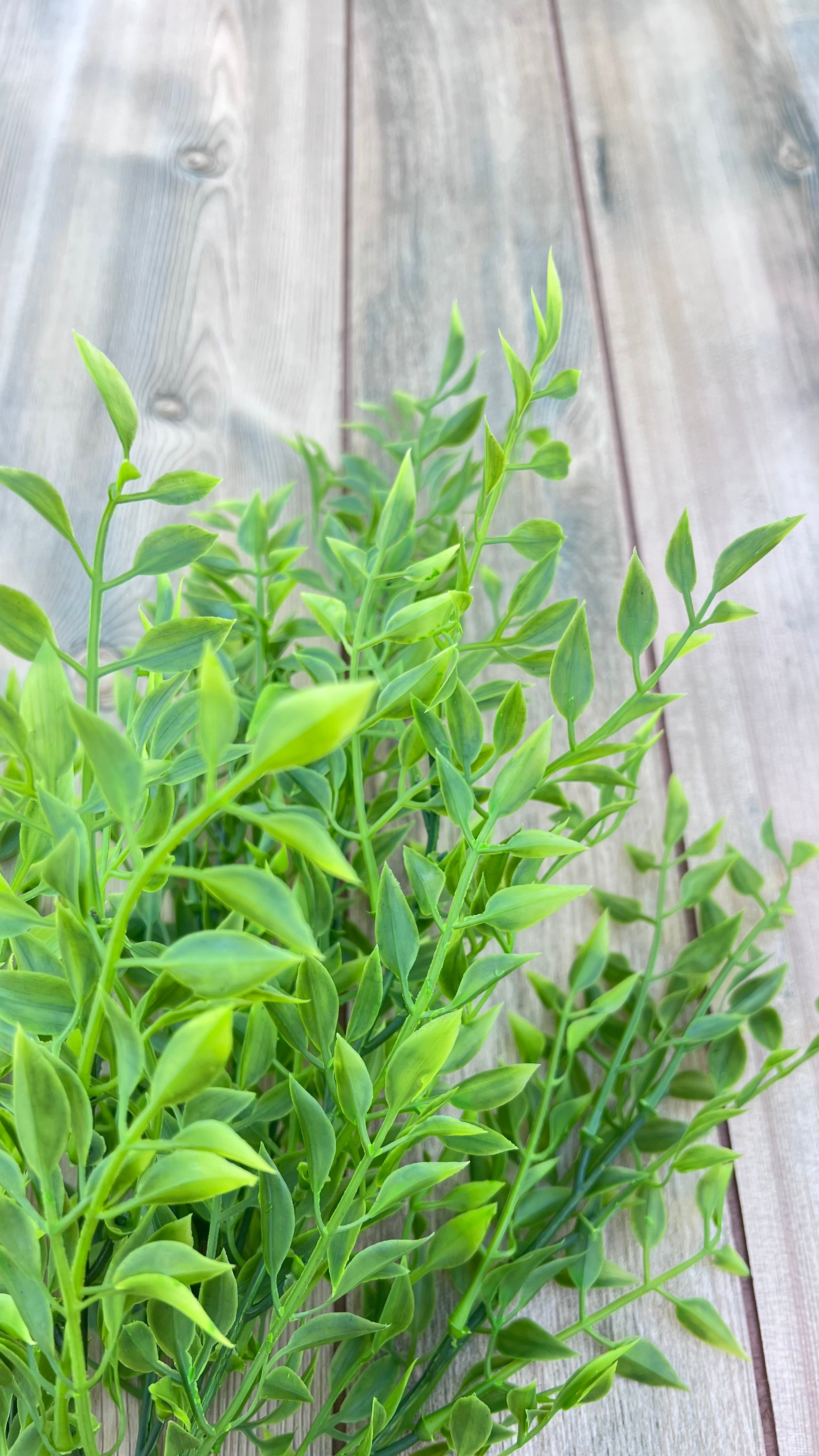 Botanical detail showing the small layered leaves of our Smilax Bush