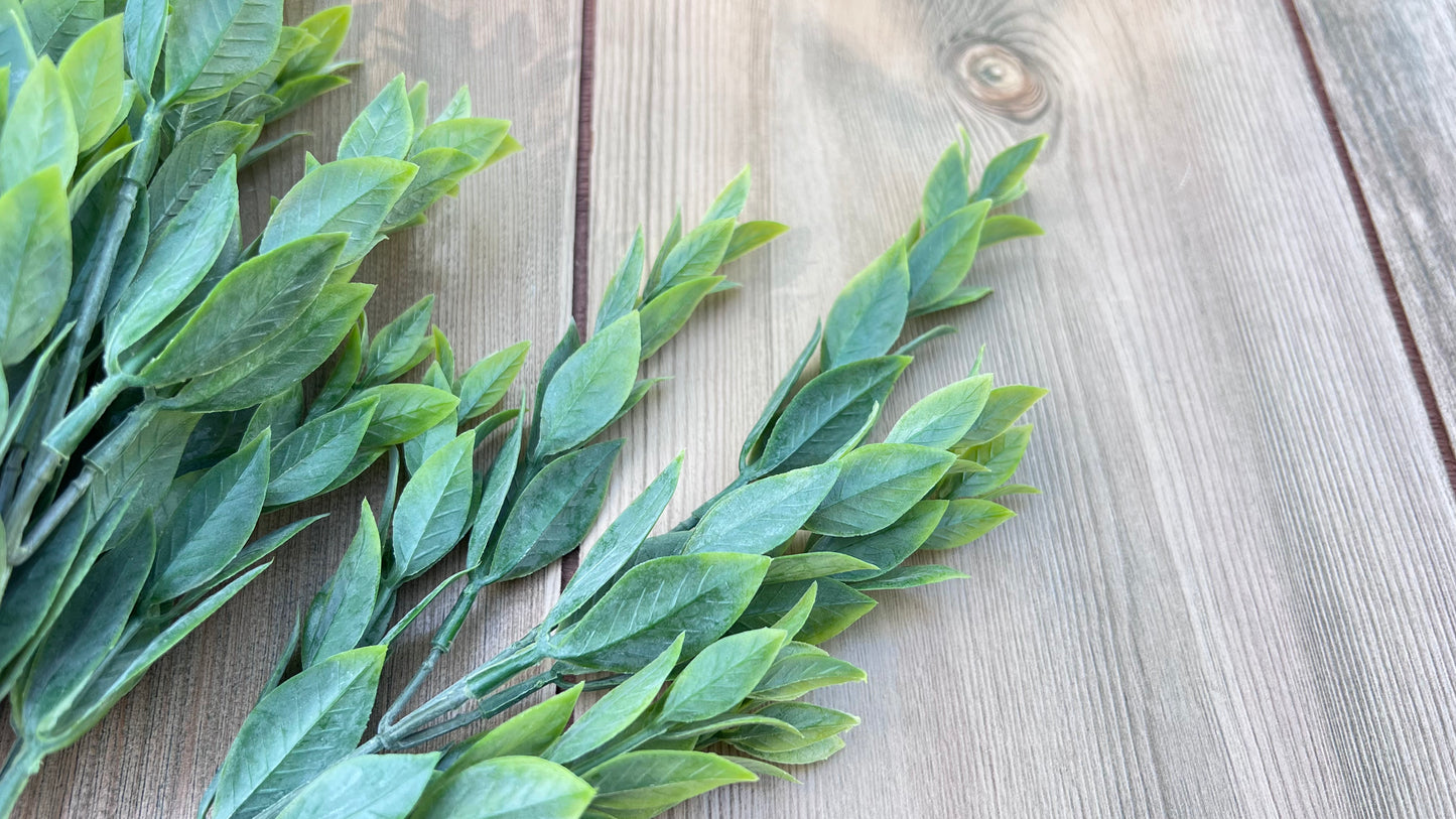 Close-up of Italian Ruscus foliage highlighting the narrow pointed leaf shape and layered growth pattern