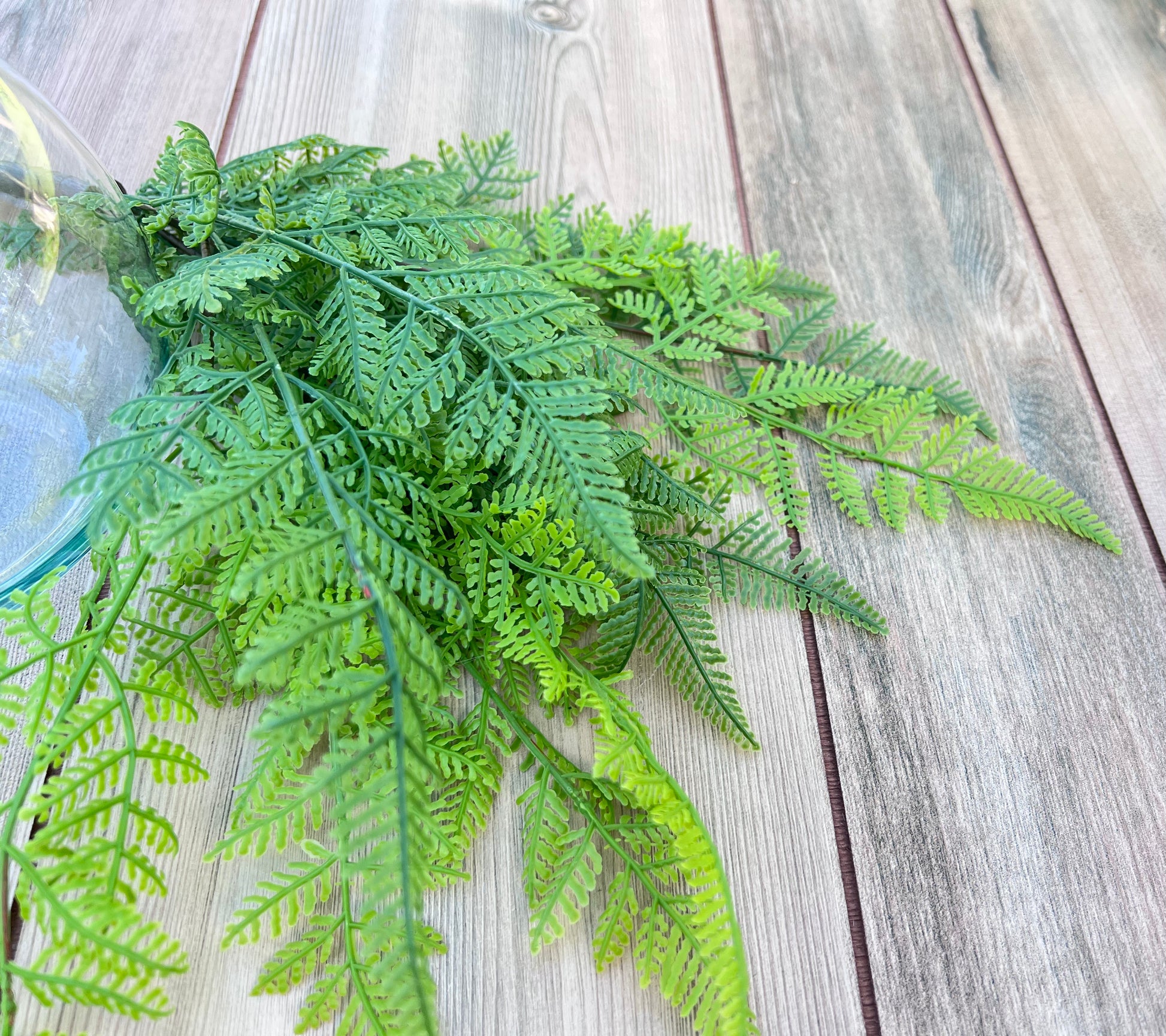 Botanical detail of the Leather Leaf Fern  highlighting realistic fern fronds and branching structure