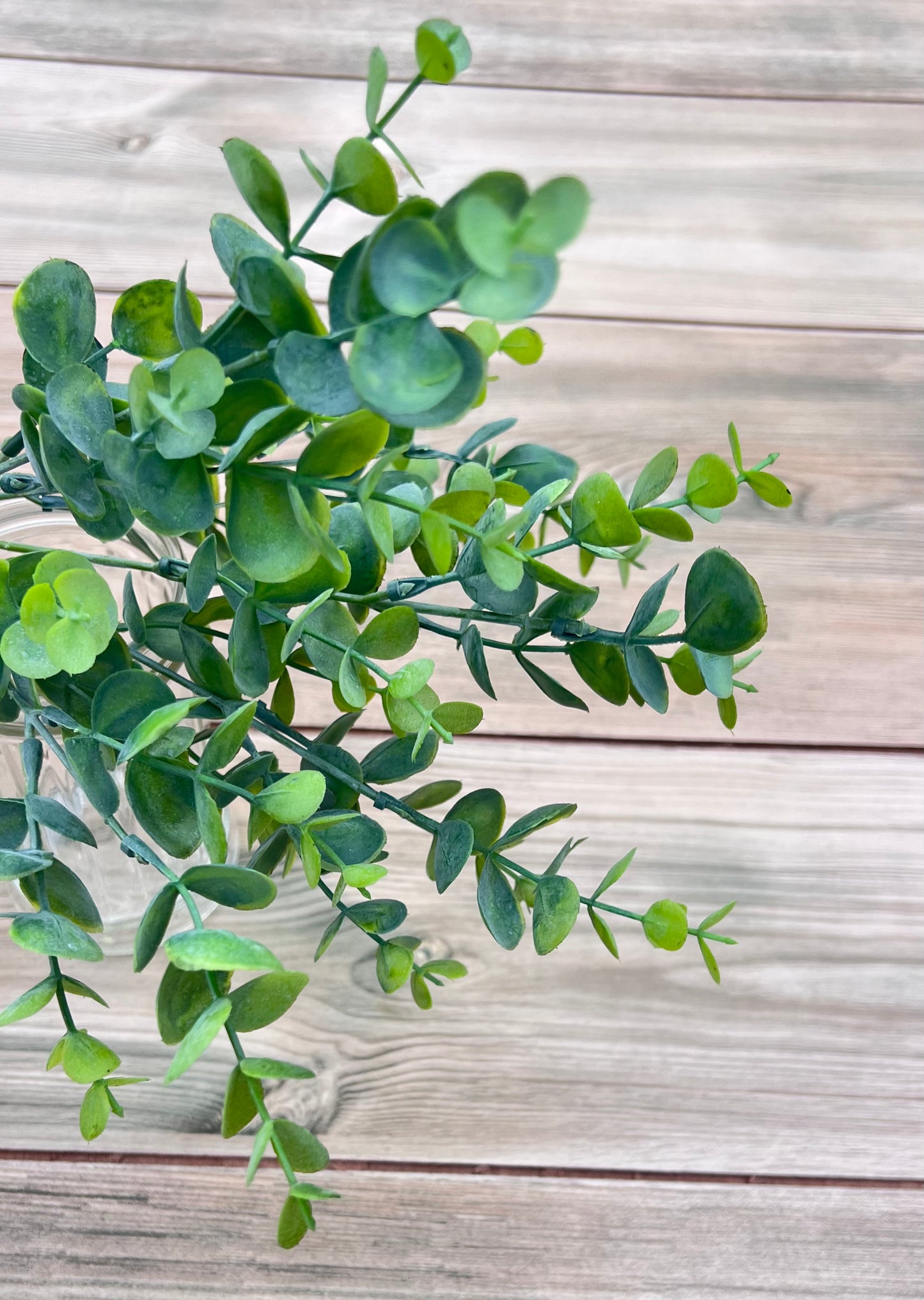 Botanical detail of the Spring Green Eucalyptus Bush highlighting leaf shape and draping capability