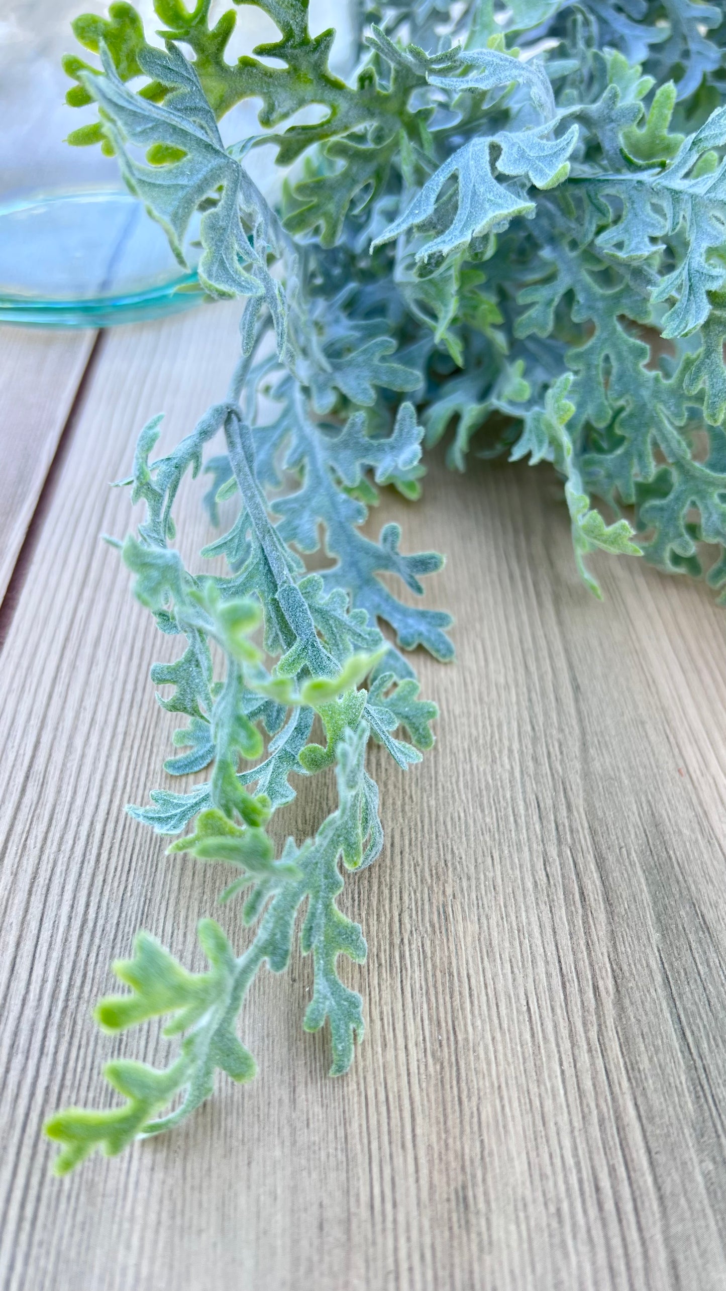 Close-up view of our Dusty Miller Bush  highlighting its distinctively deeply laced foliage