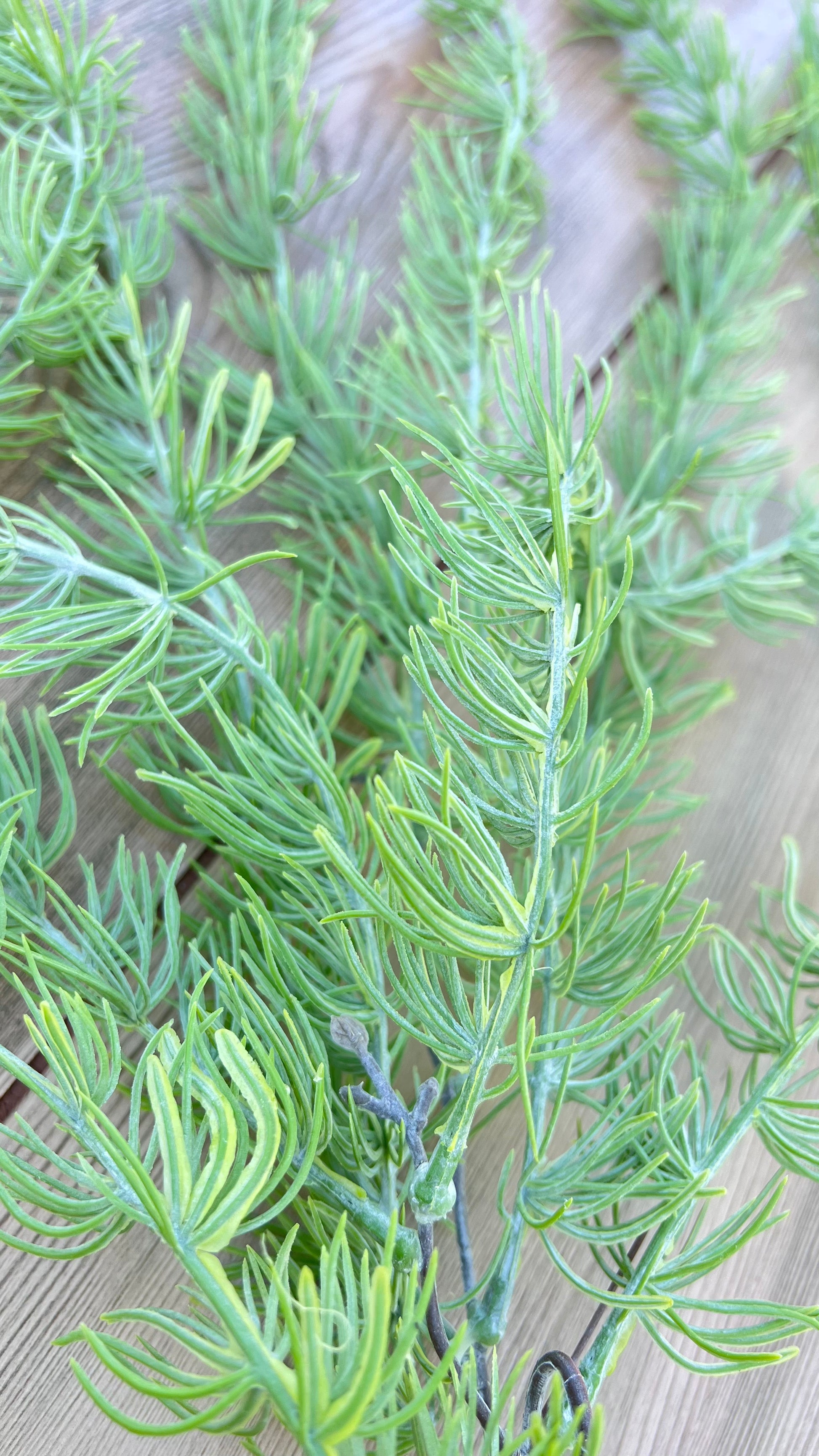 Botanical detail of the Hanging Cluster Vine featuring soft needle-like foliage and yellow-green highlights.