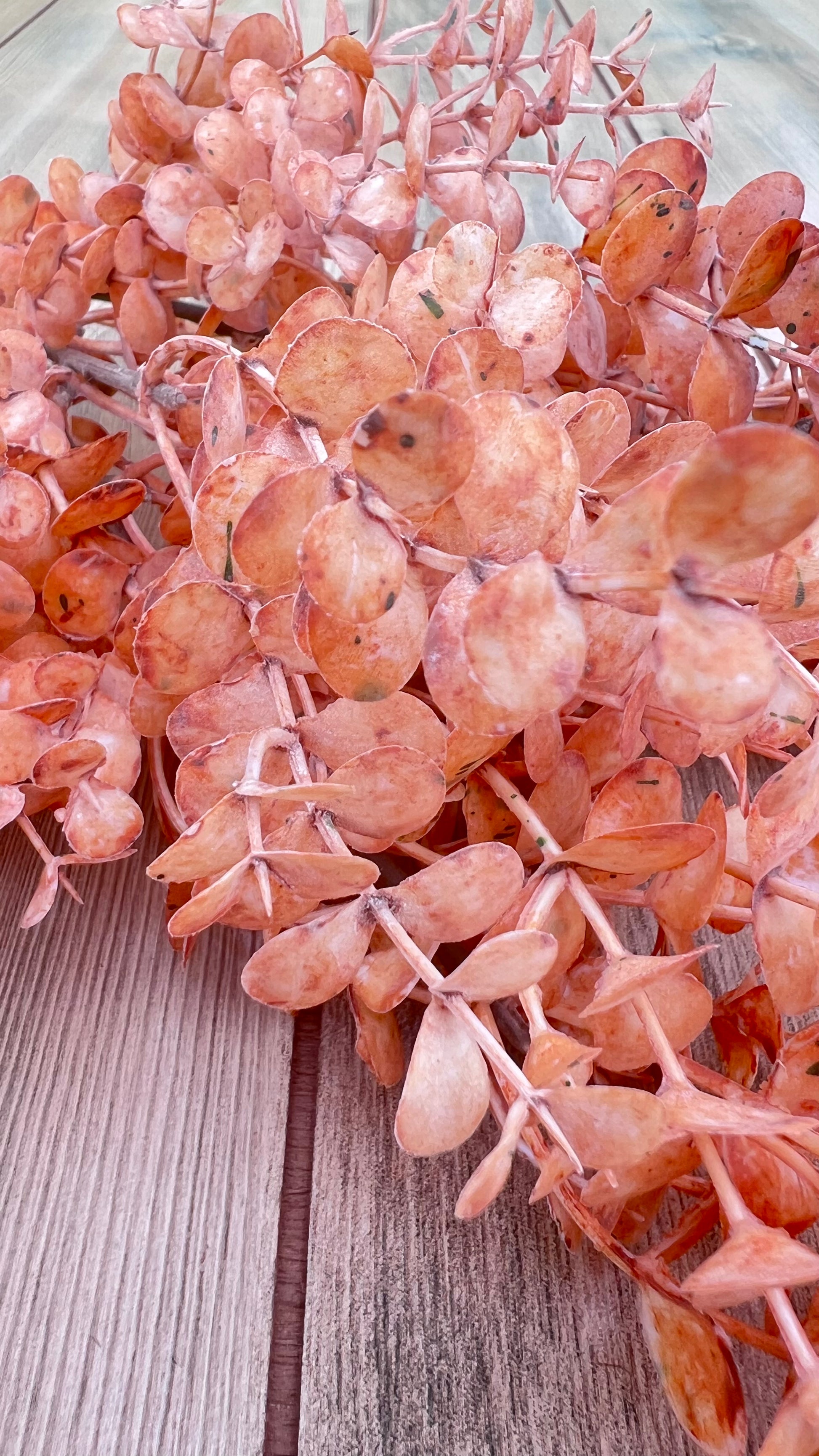 Textural detail of the Apricot Eucalyptus foliage showing layered leaves and airy spacing