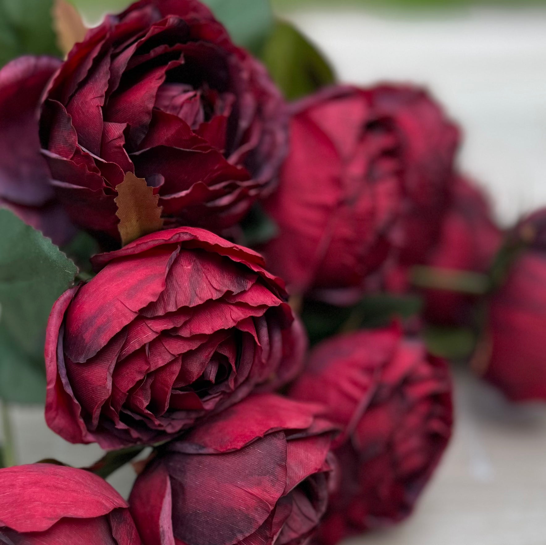 Close-up texture of Cabernet cabbage rose petals highlighting layered fabric details