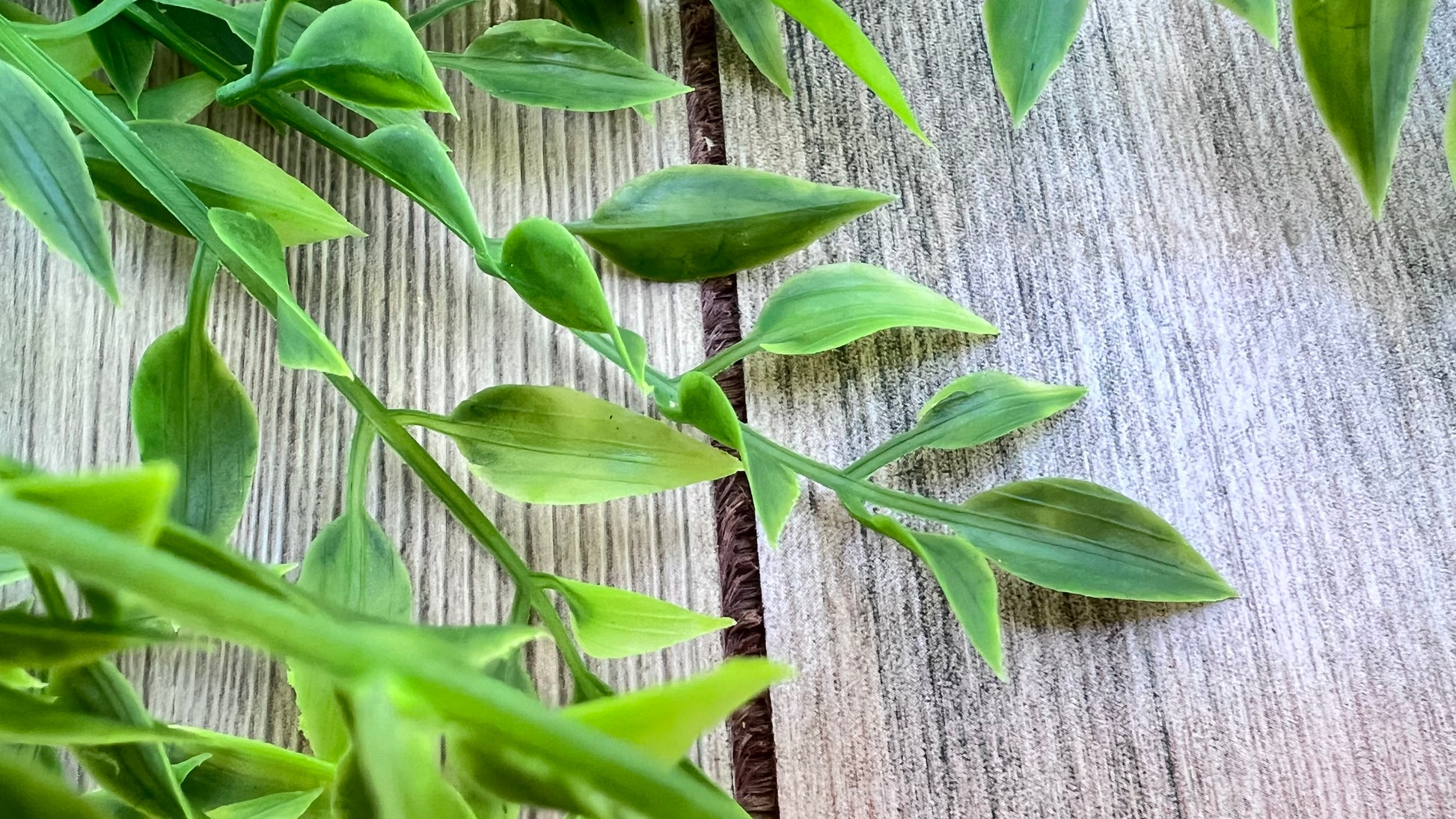 Textural detail highlighting airy foliage and natural leaf variation of our Smilax Bush