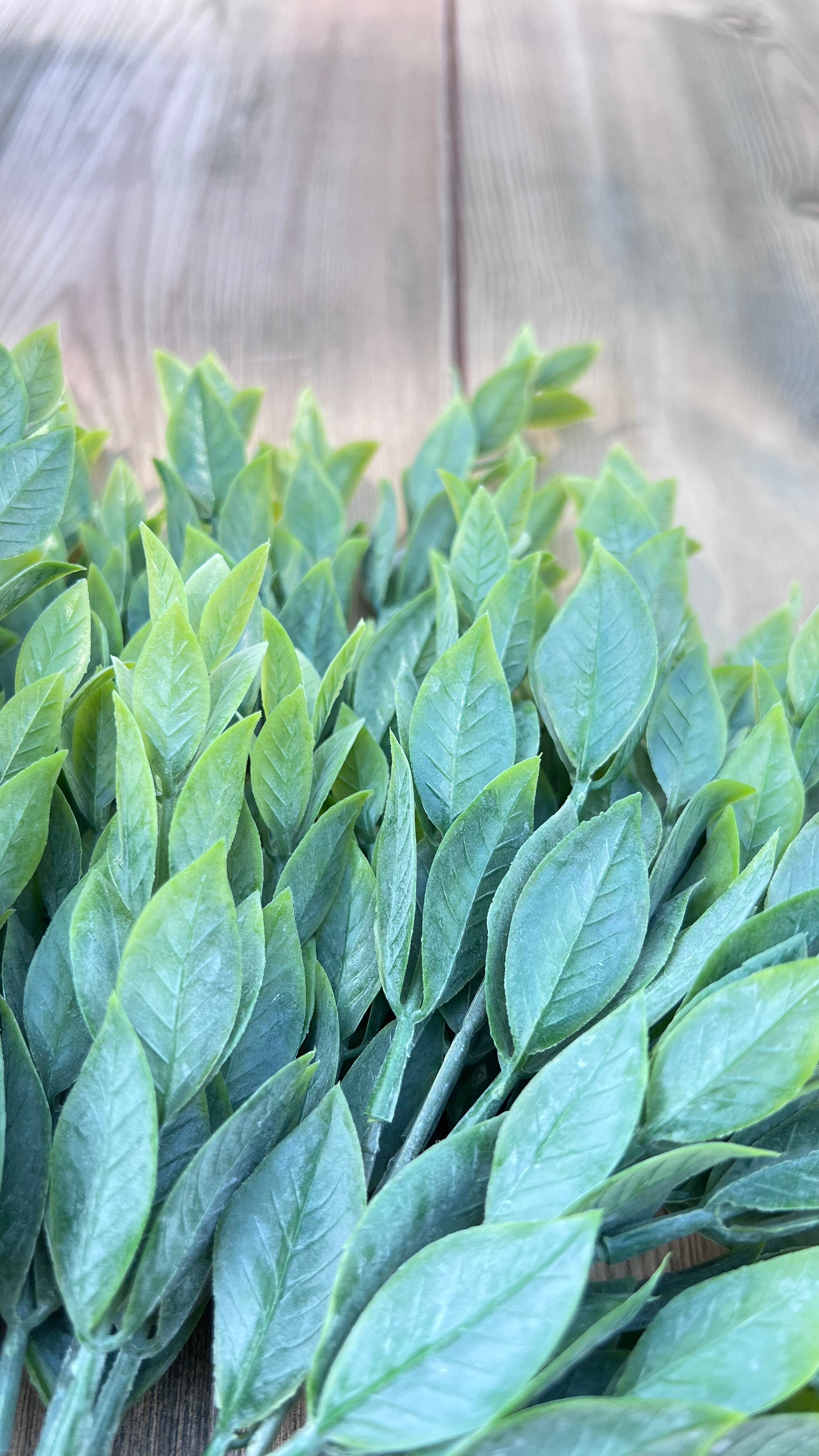 Detailed view of the Italian Ruscus leaves illustrating texture, dimension, and overlapping foliage structure