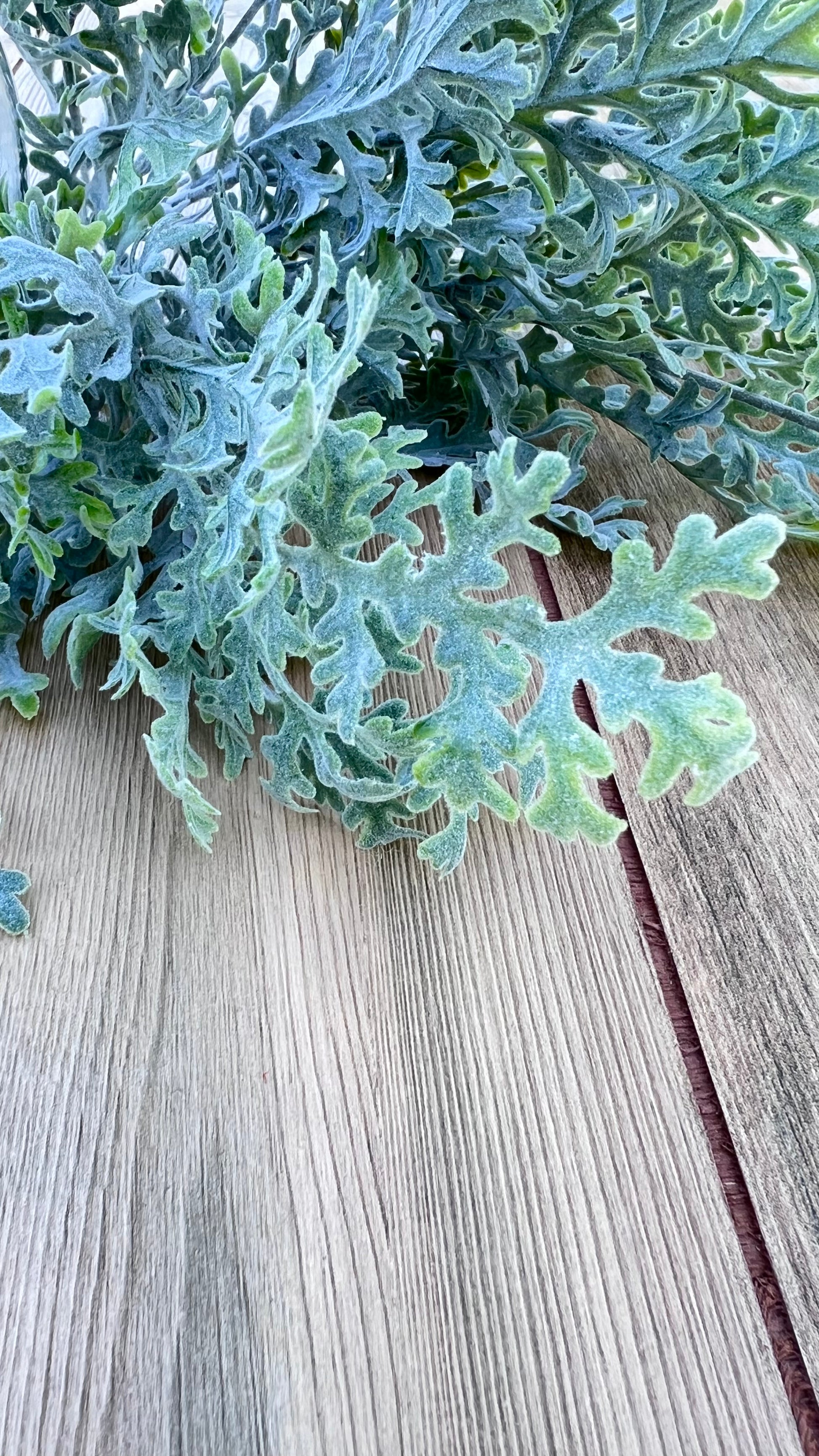 Close-up of Dusty Miller Bush illustrating its soft flocked texture and velvety finish