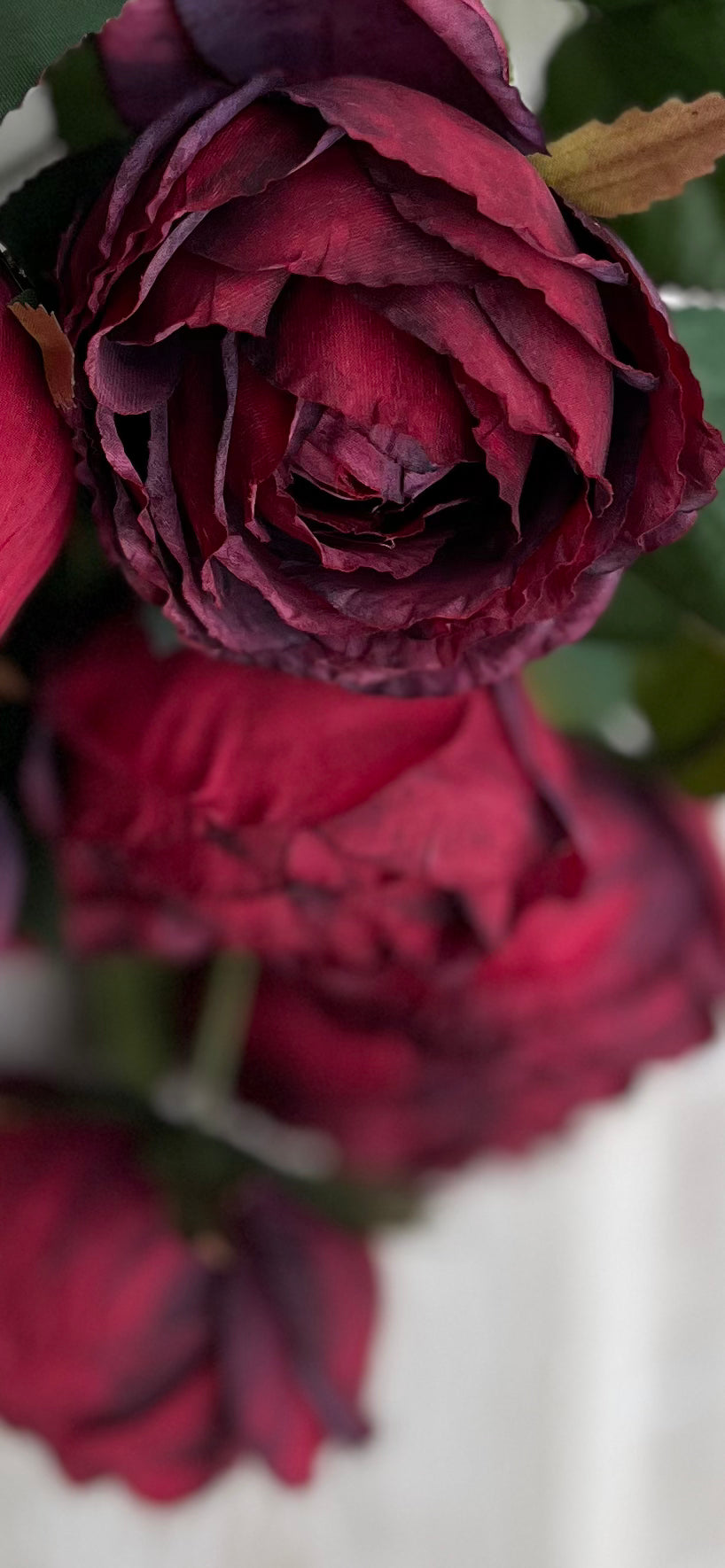 Cabernet cabbage rose stem showcasing deeply saturated heirloom red petals with soft burgundy undertones