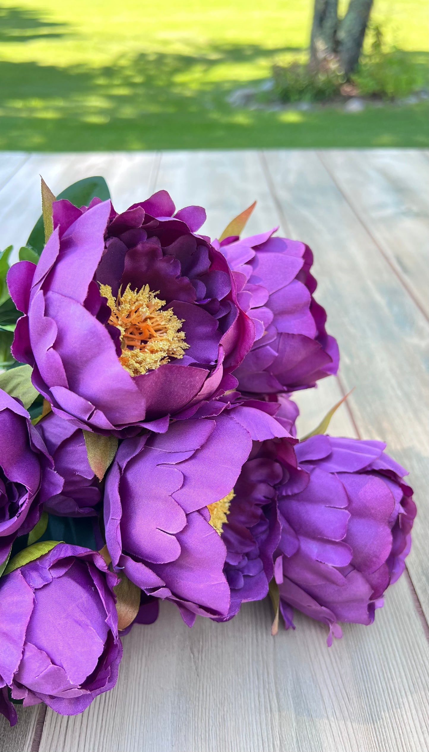 Peony Bush- Purple