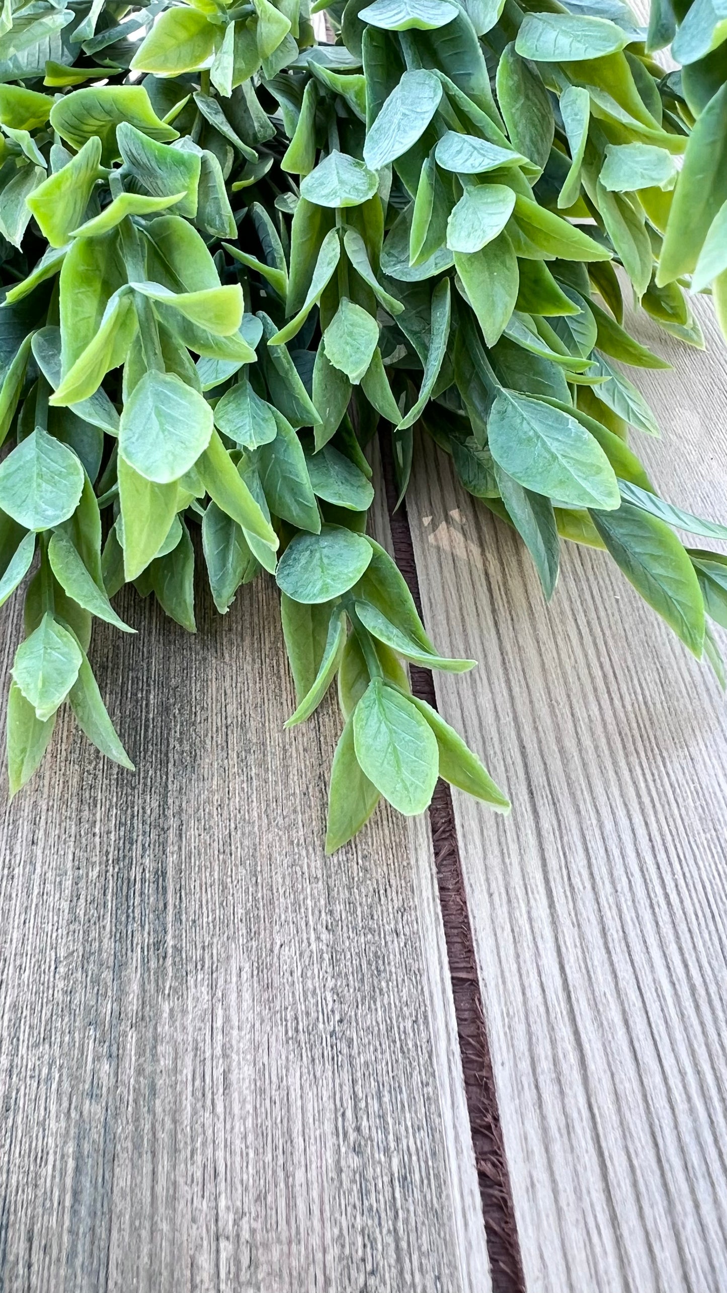 Italian Ruscus foliage displaying medium green coloration with lighter green new-growth tips
