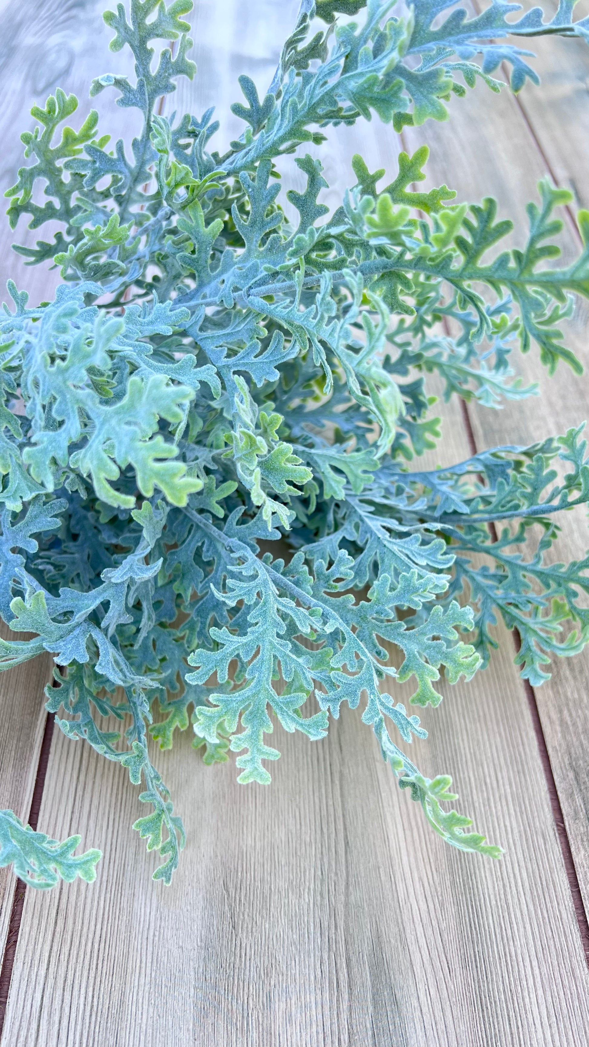 Dusty Miller Bush displaying silvery, sage-green foliage with fresh green highlights